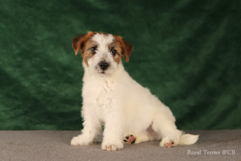 piesek Jack Russell terrier