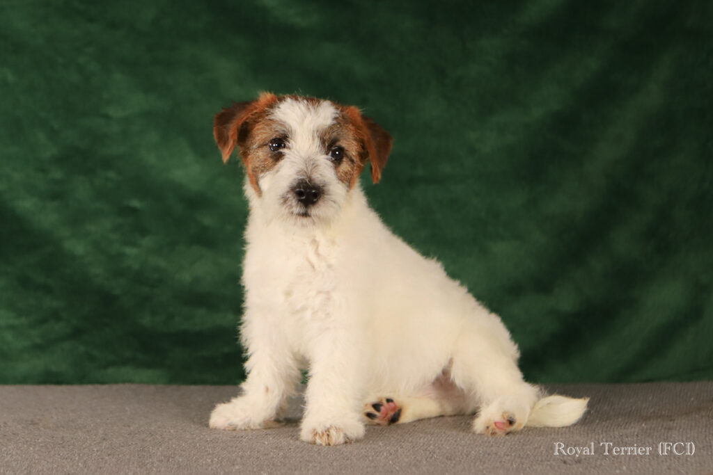 piesek Jack Russell terrier szorstkowłosy