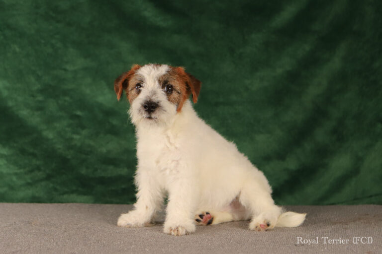 piesek Jack Russell terrier