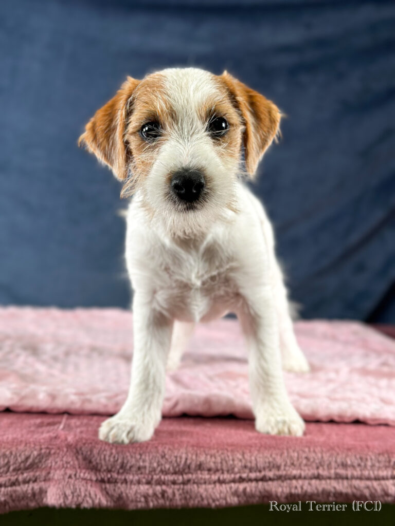 szczenięta Jack Russell terrier szorstkowłose