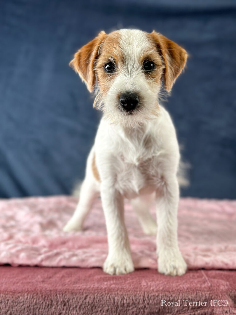 szczenięta Jack Russell terrier szorstkowłose