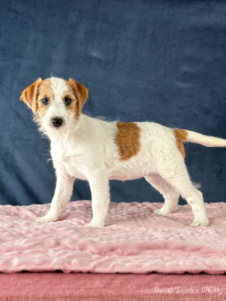 szczenięta Jack Russell terrier szorstkowłose