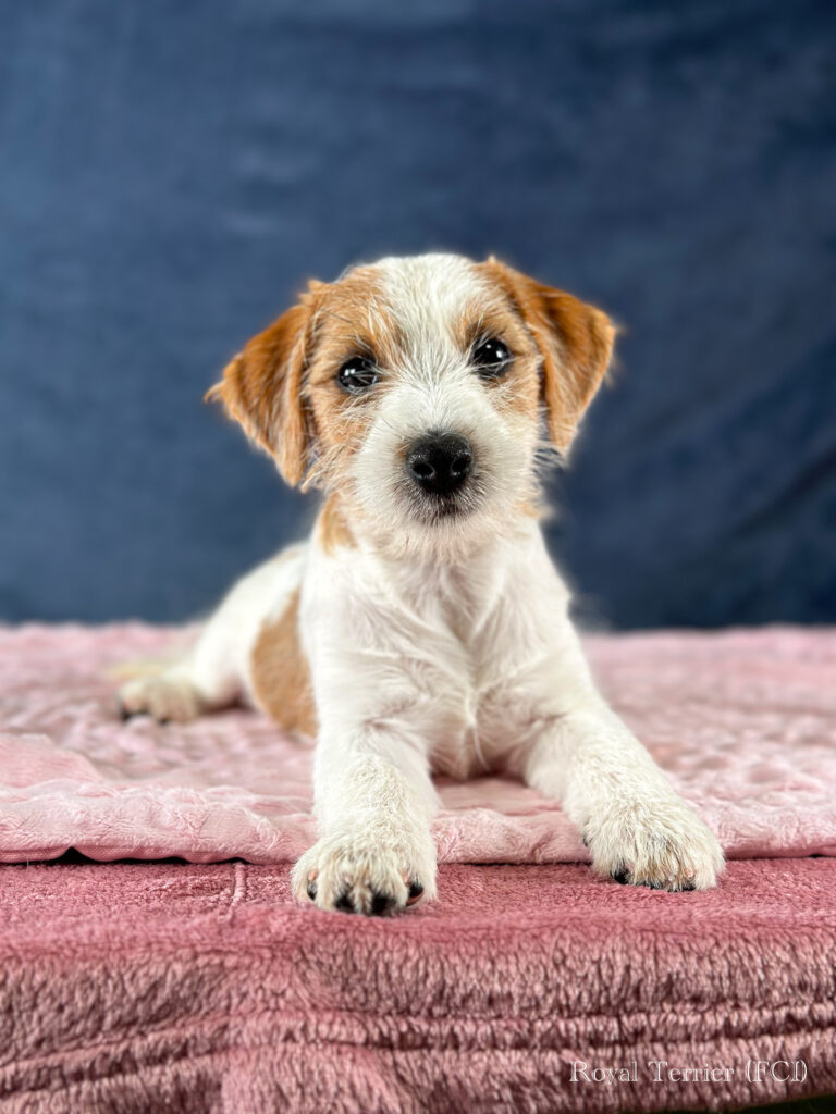 szczenięta Jack Russell terrier szorstkowłose