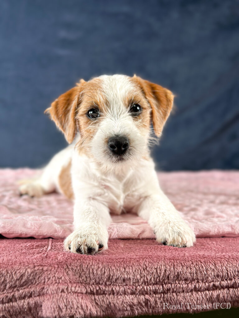 szczenięta Jack Russell terrier szorstkowłose