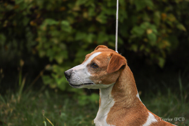 Jack Russell terrier