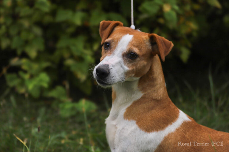 Jack Russell terrier