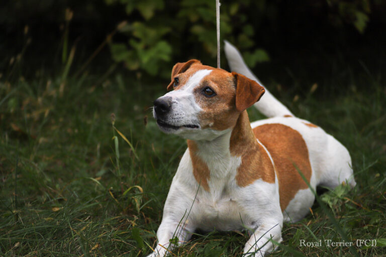 Jack Russell terrier