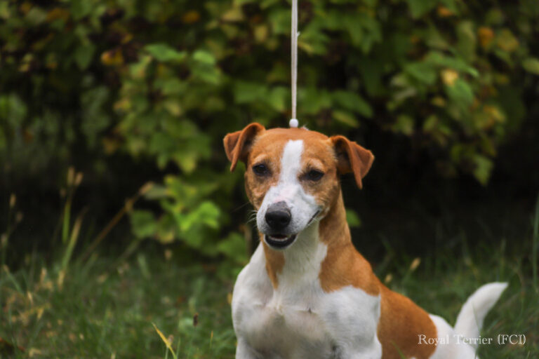 Jack Russell terrier