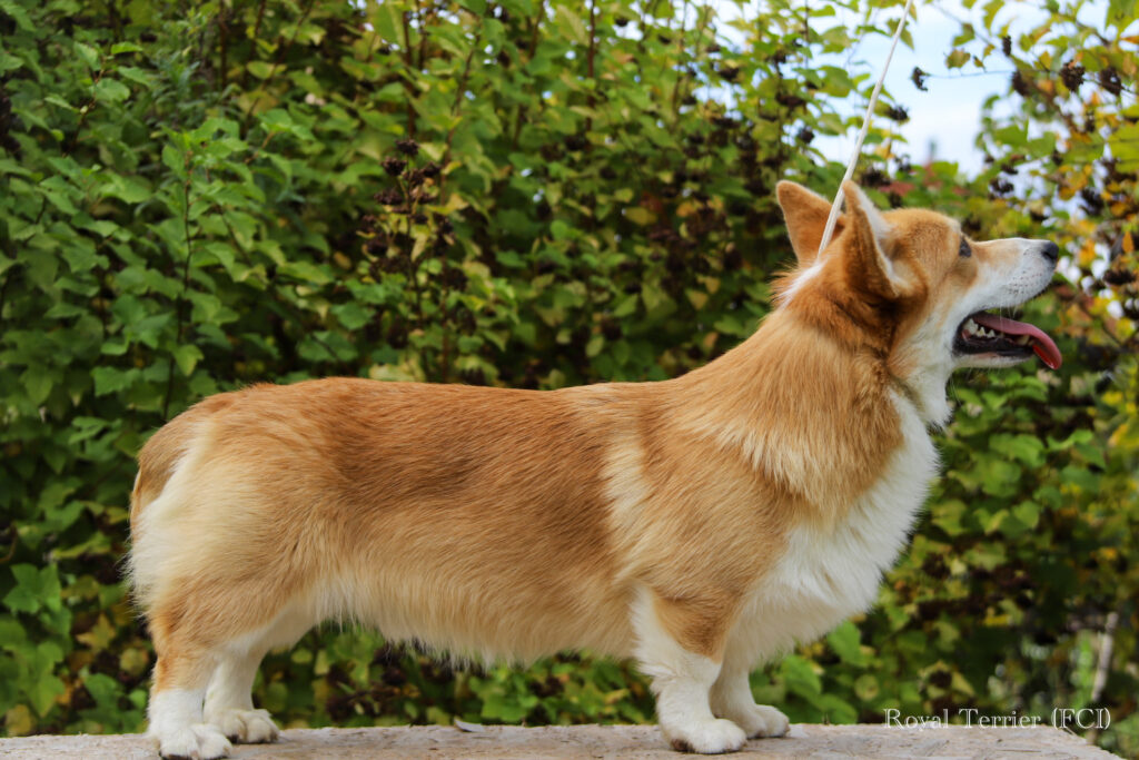 welsh corgi pembroke