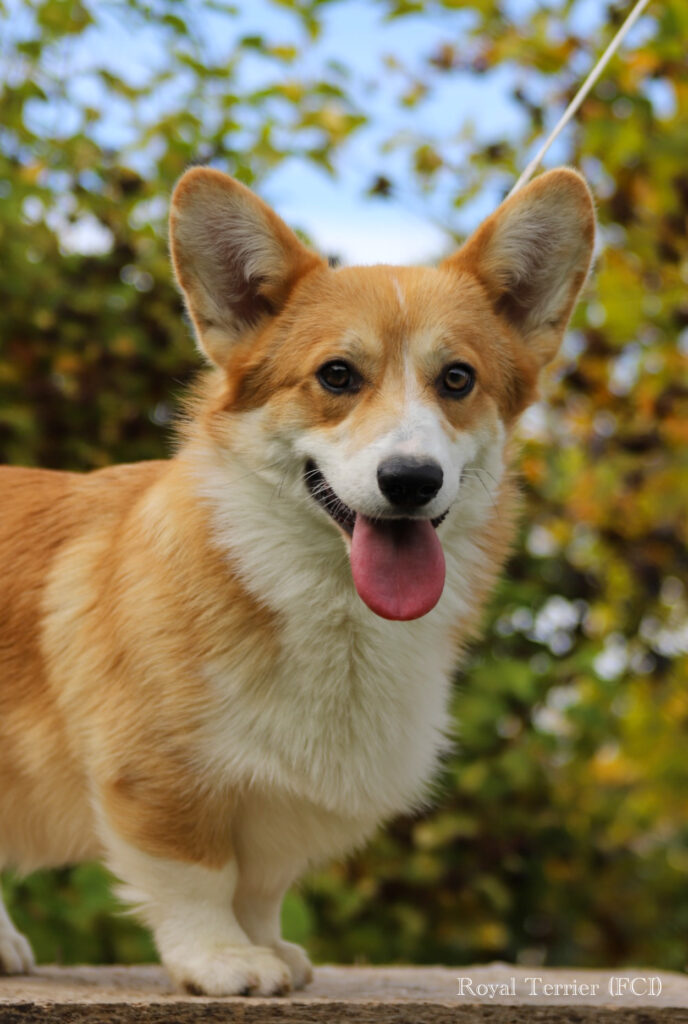 welsh corgi pembroke