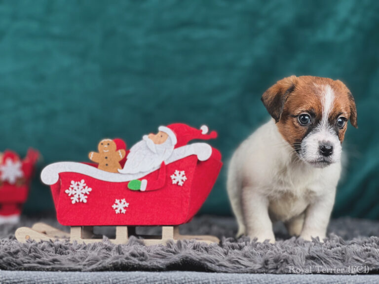 jack russell terrier szorstkowłosy