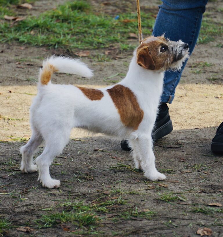 jack russell terrier szorstkowłosy