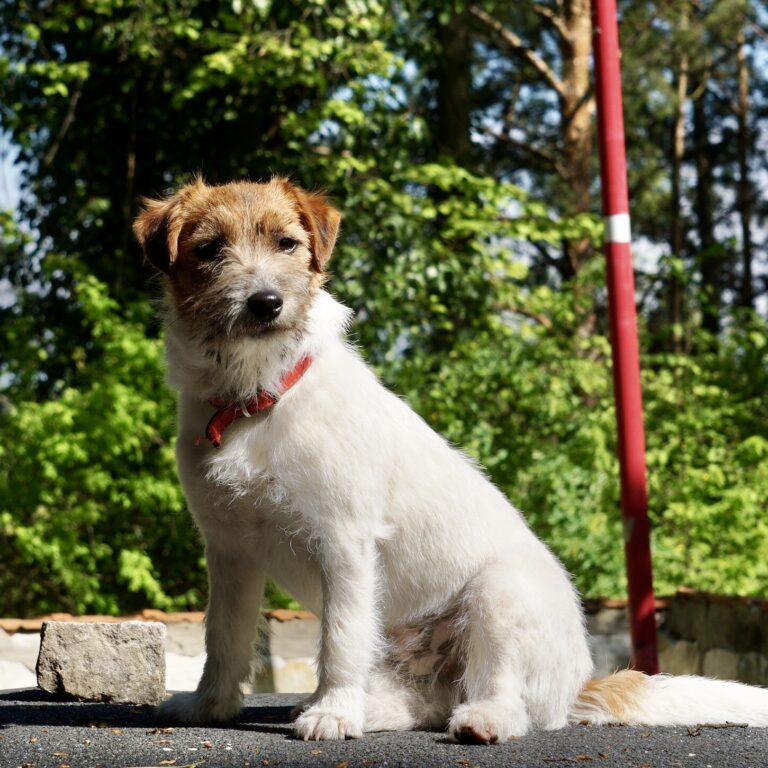 jack russell terrier szorstkowłosy