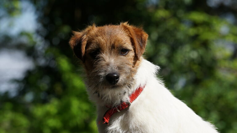 jack russell terrier szorstkowłosy