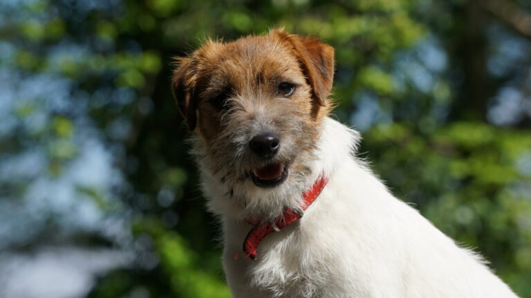 jack russell terrier szorstkowłosy