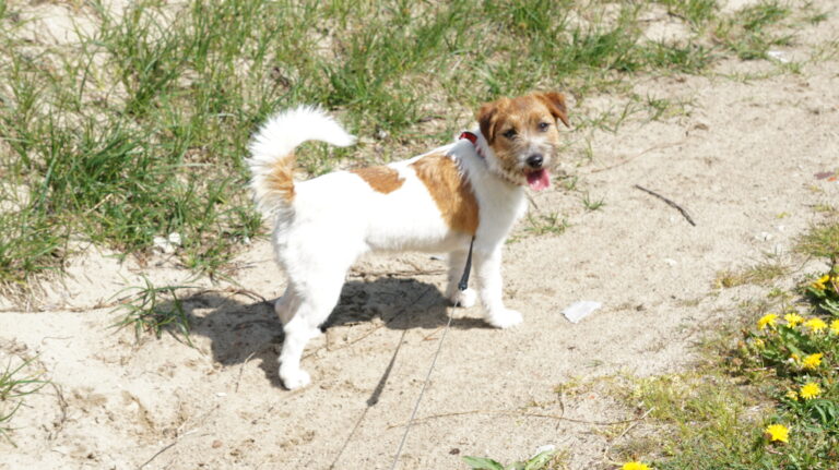 jack russell terrier szorstkowłosy