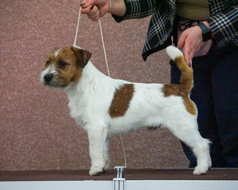 jack russell terrier szorstkowłosy