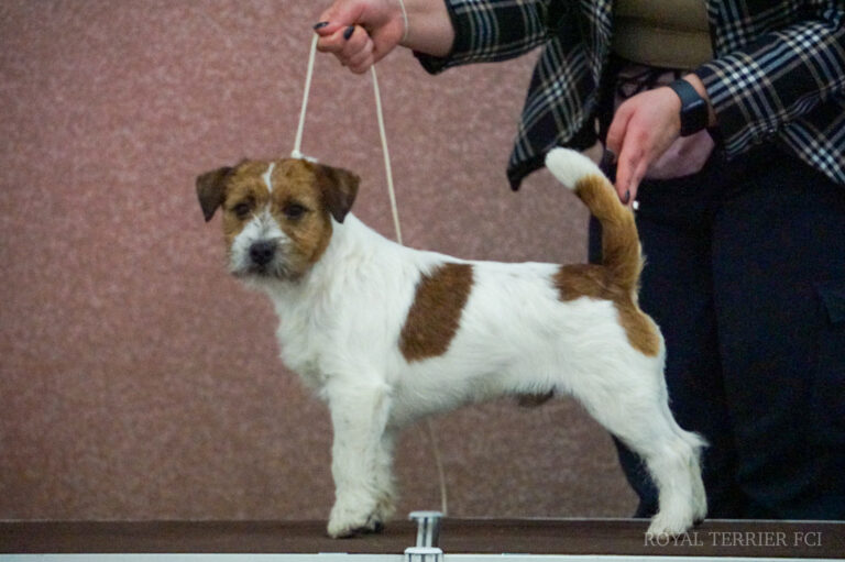 jack russell terrier szorstkowłosy