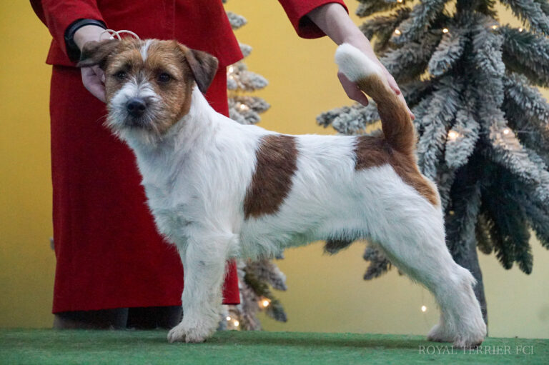 jack russell terrier szorstkowłosy