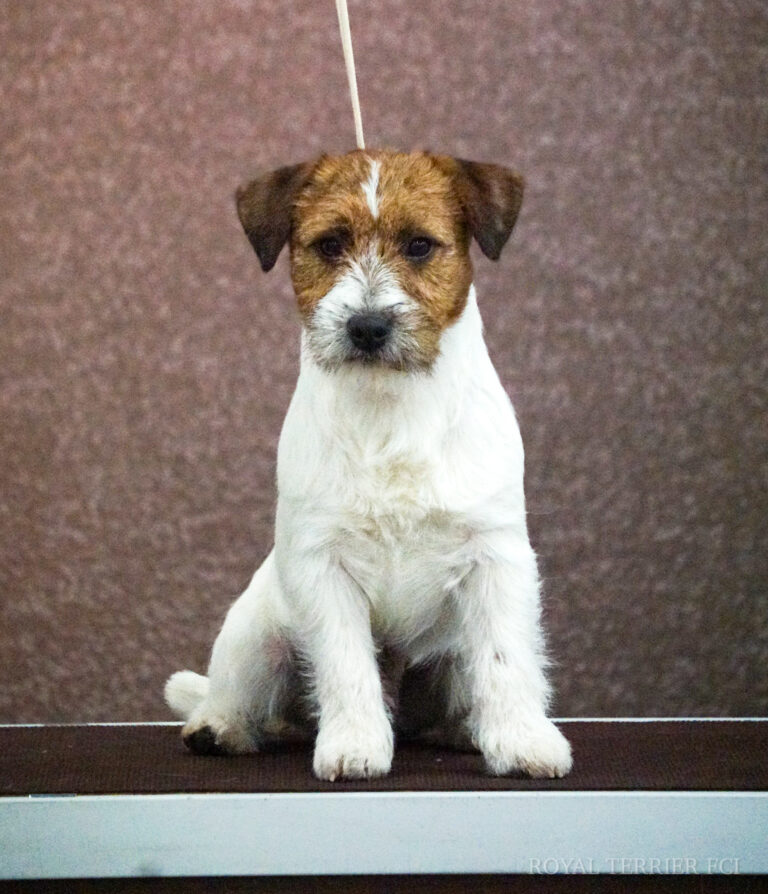 jack russell terrier szorstkowłosy