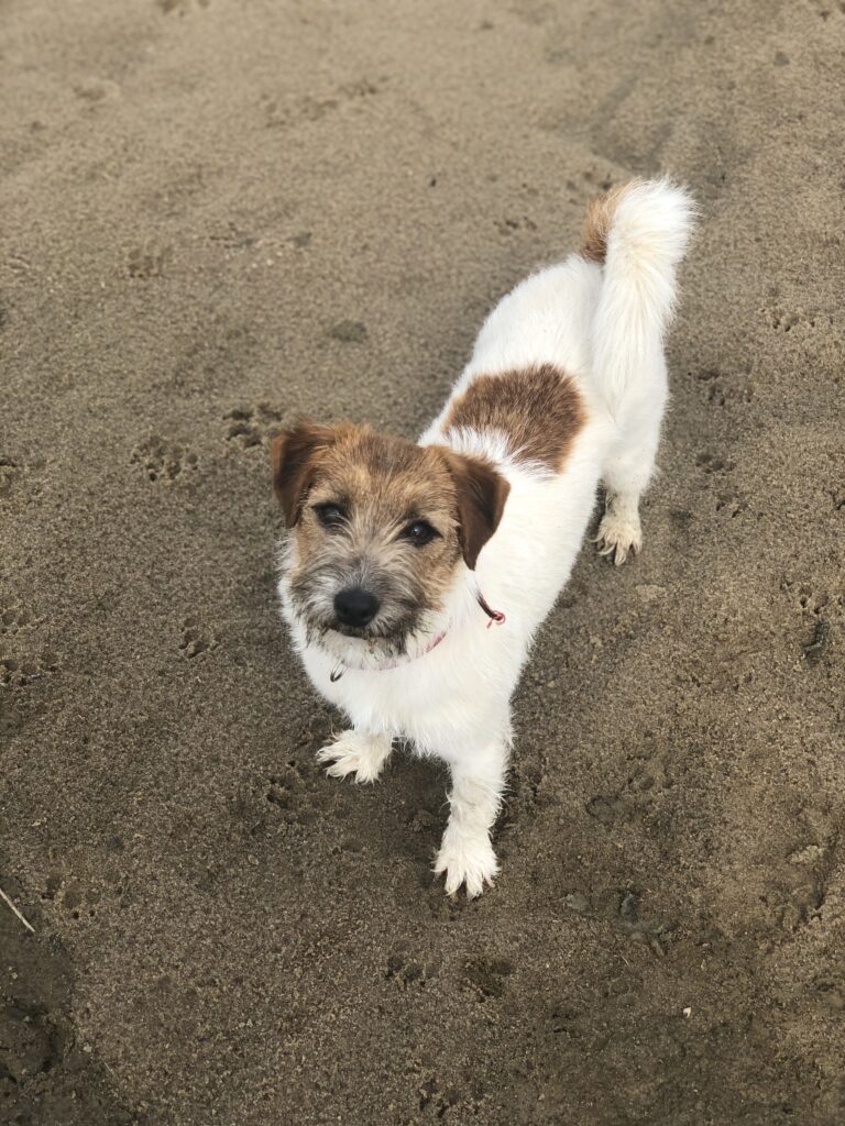 jack russell terrier szorstkowłosy