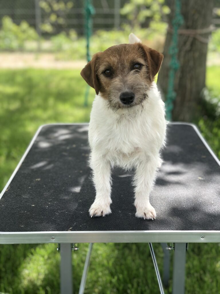 jack russell terrier szorstkowłosy