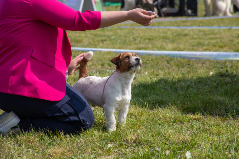 jack russell terrier szorstkowłosy