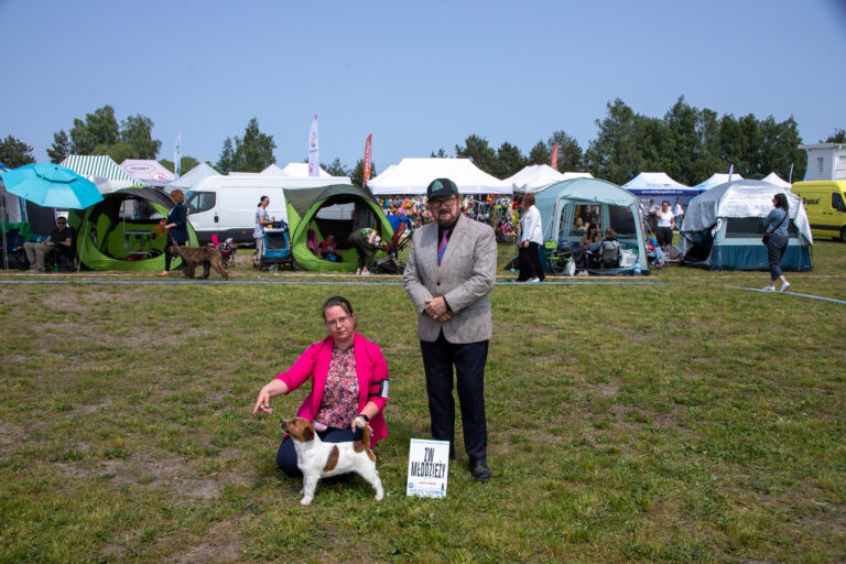 jack russell terrier szorstkowłosy