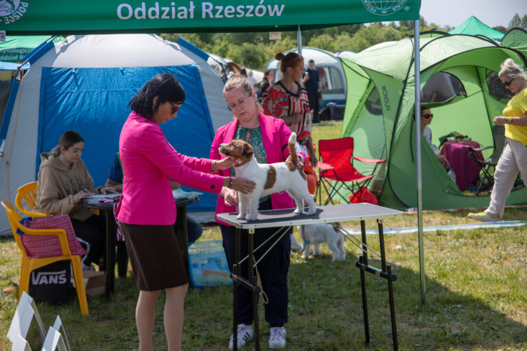 jack russell terrier szorstkowłosy