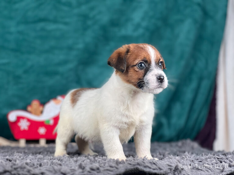 jack russell terrier szorstkowłosy