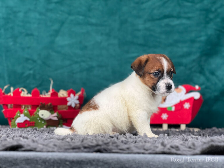 jack russell terrier szorstkowłosy