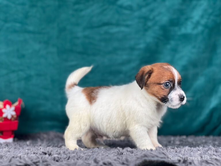 jack russell terrier szorstkowłosy