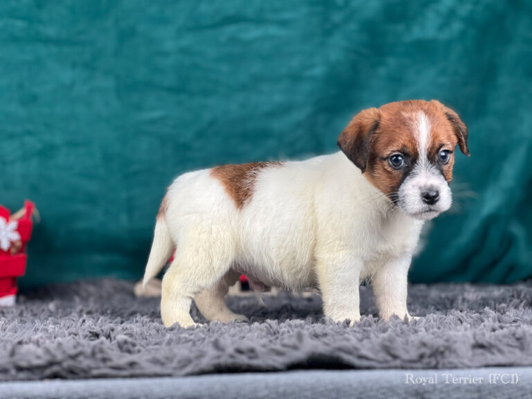 jack russell terrier szorstkowłosy