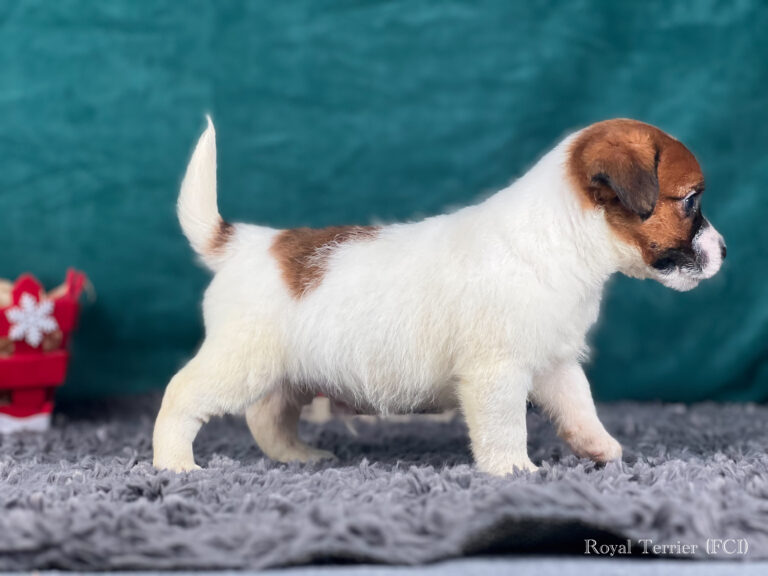 jack russell terrier szorstkowłosy