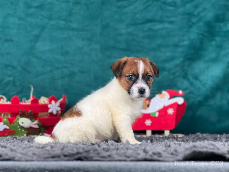 jack russell terrier szorstkowłosy