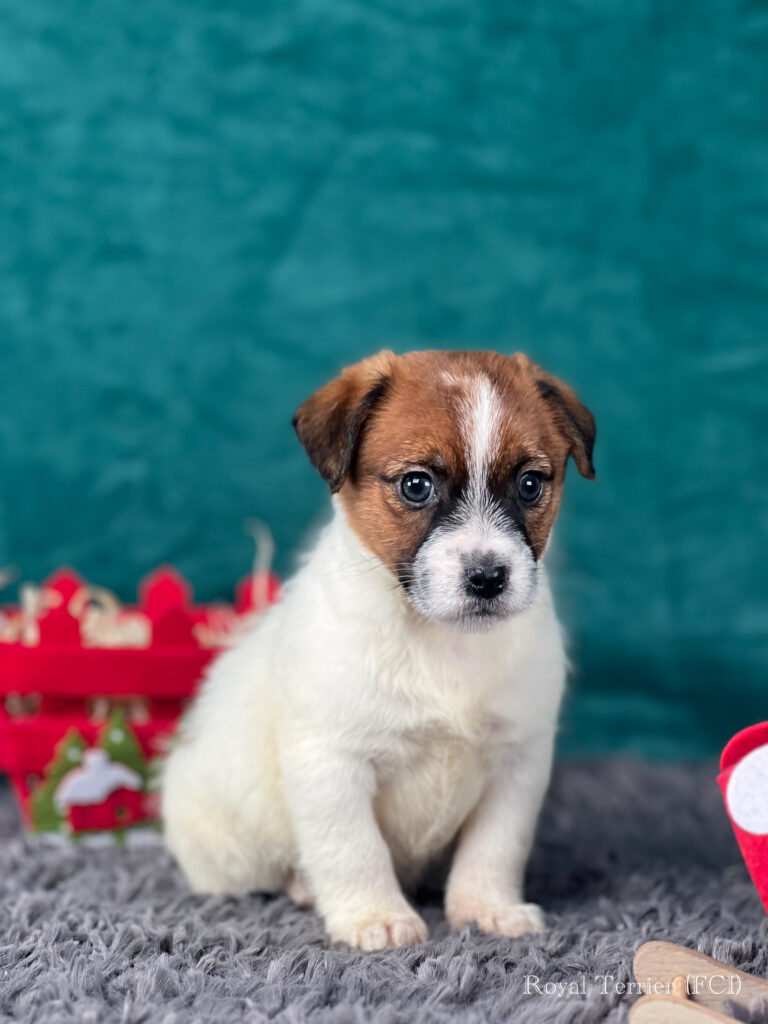 jack russell terrier szorstkowłosy