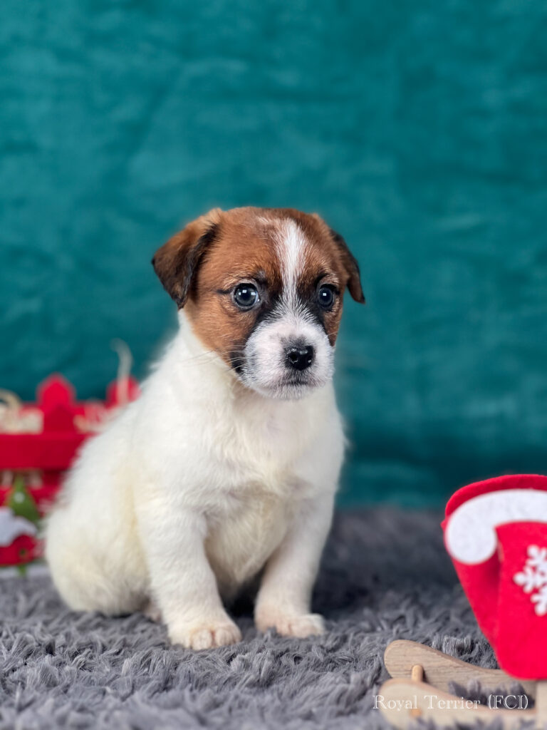 jack russell terrier szorstkowłosy