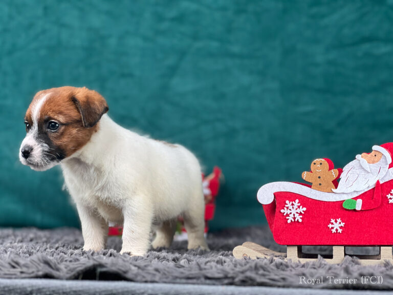 jack russell terrier szorstkowłosy