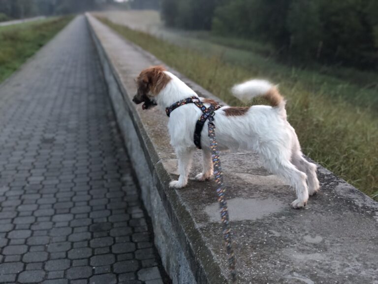 jack russell terrier szorstkowłosy