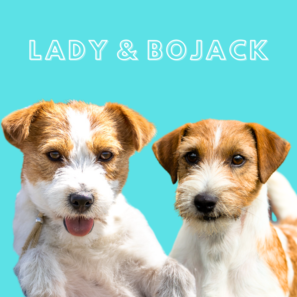 jack russell terrier