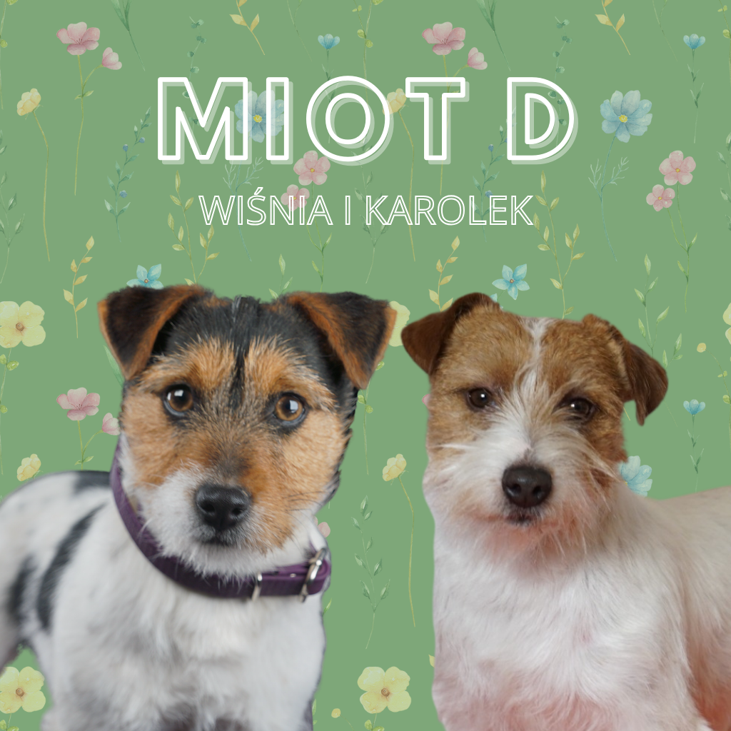 jack russell terrier