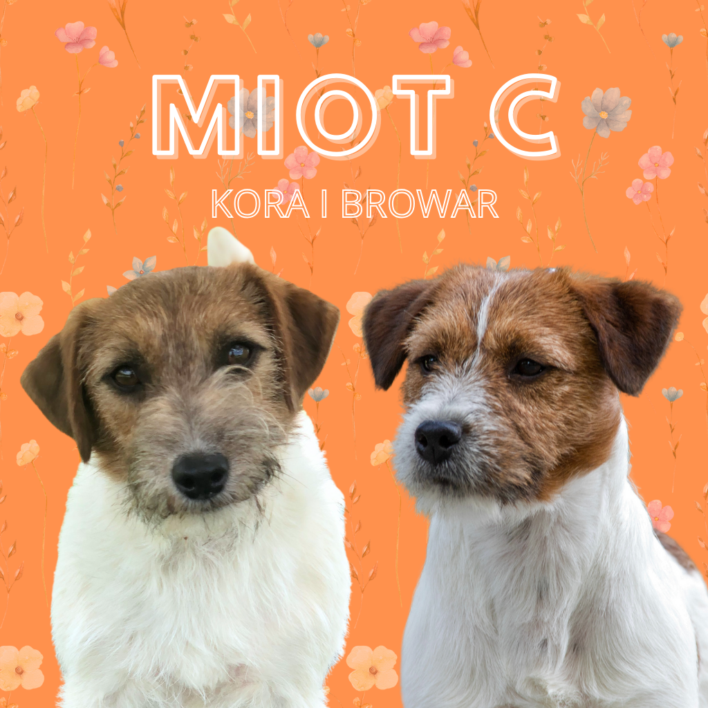 jack russell terrier