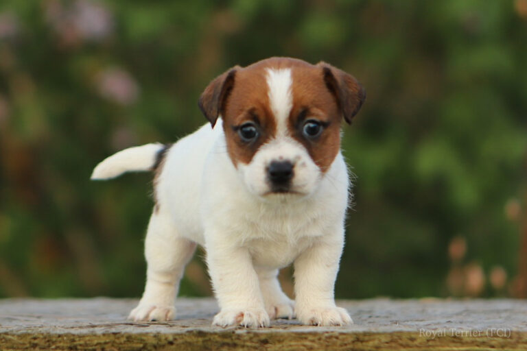 jack russell terrier