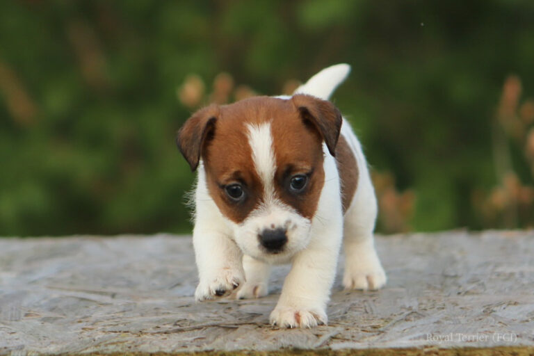 jack russell terrier