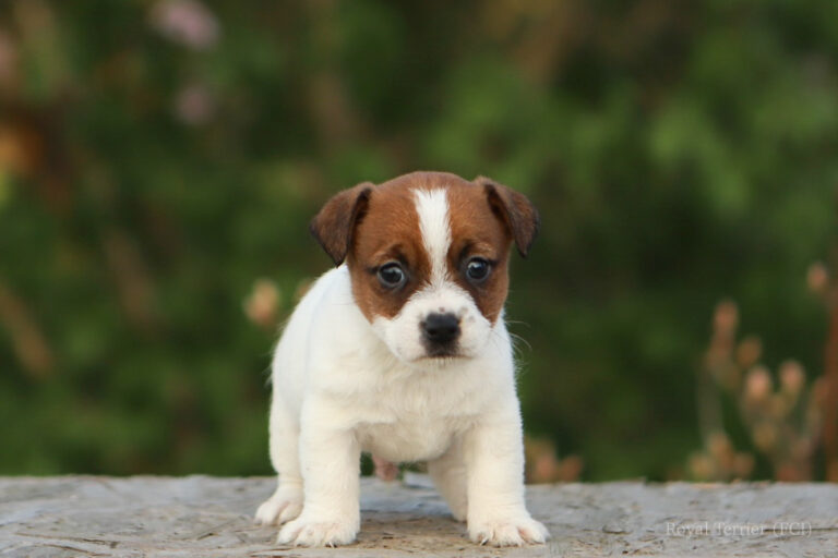 jack russell terrier