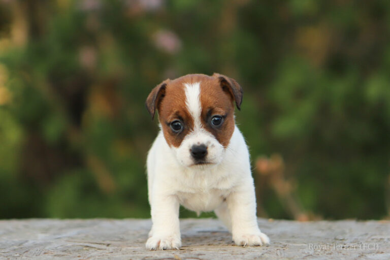 jack russell terrier