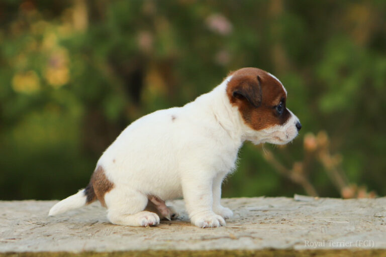 jack russell terrier