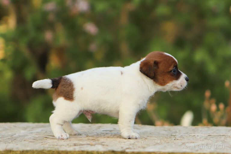 jack russell terrier