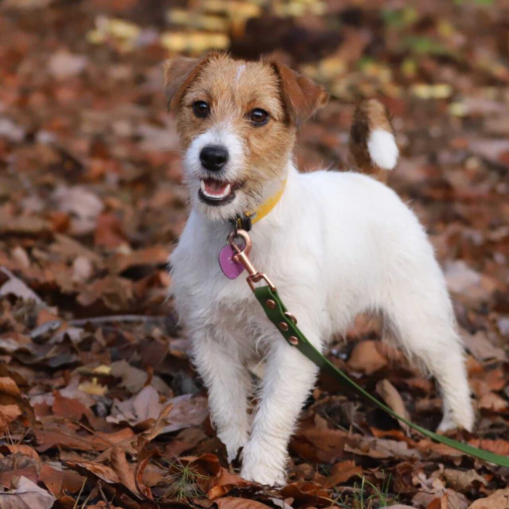 jack russell terrier