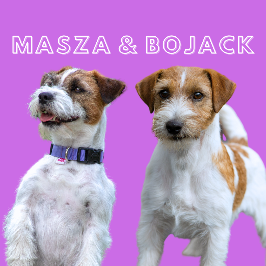Jack russell terrier